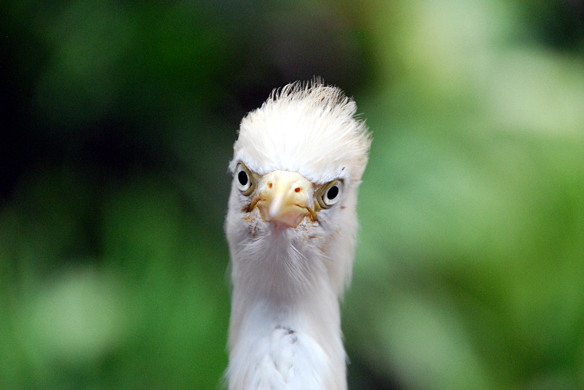 Kuala Lumpur - Angry Bird